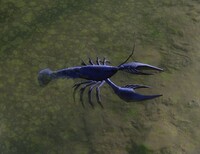 AstacidBlue.jpg