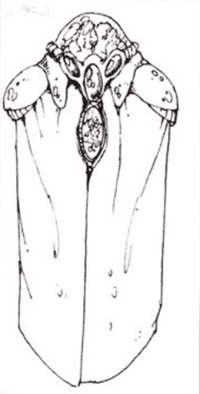 M2 CompilerConcept.png